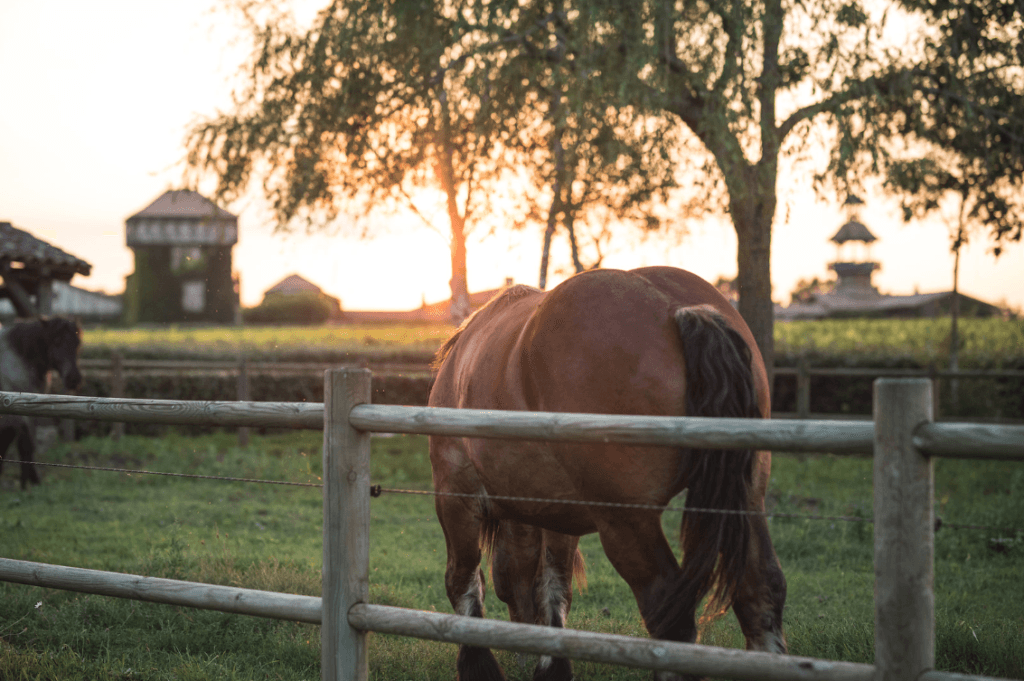 Brown horse grazing in a green paddock at sunset with a rustic estate in the background.