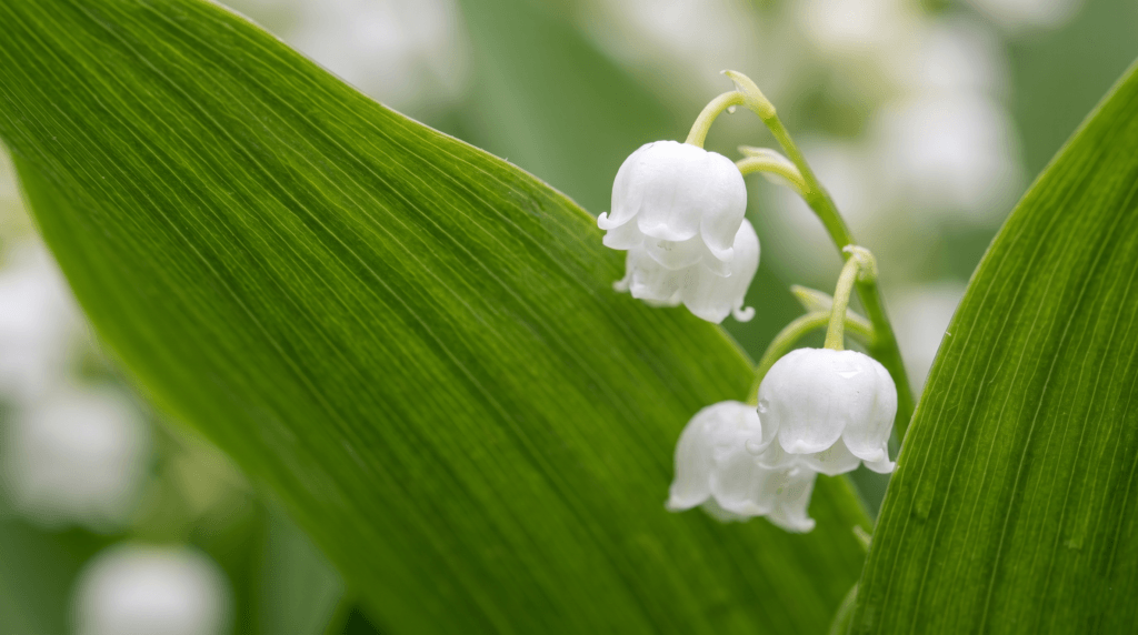 Macro photography of lily of the valley flower bells and green foliage