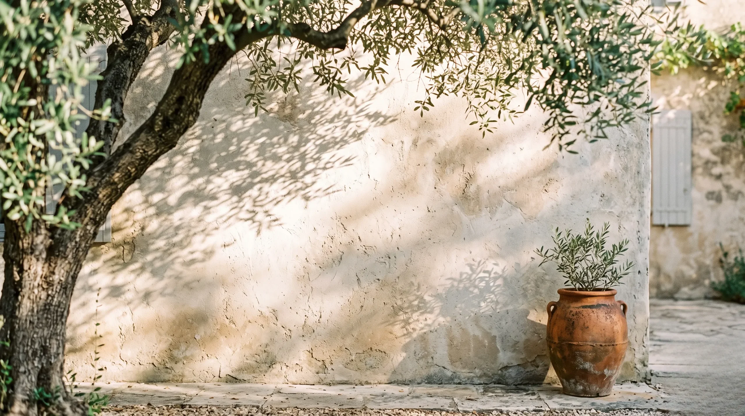 Soft morning sunlight casting delicate shadows of olive branches on a warm, textured cream plaster wall of a French country house.